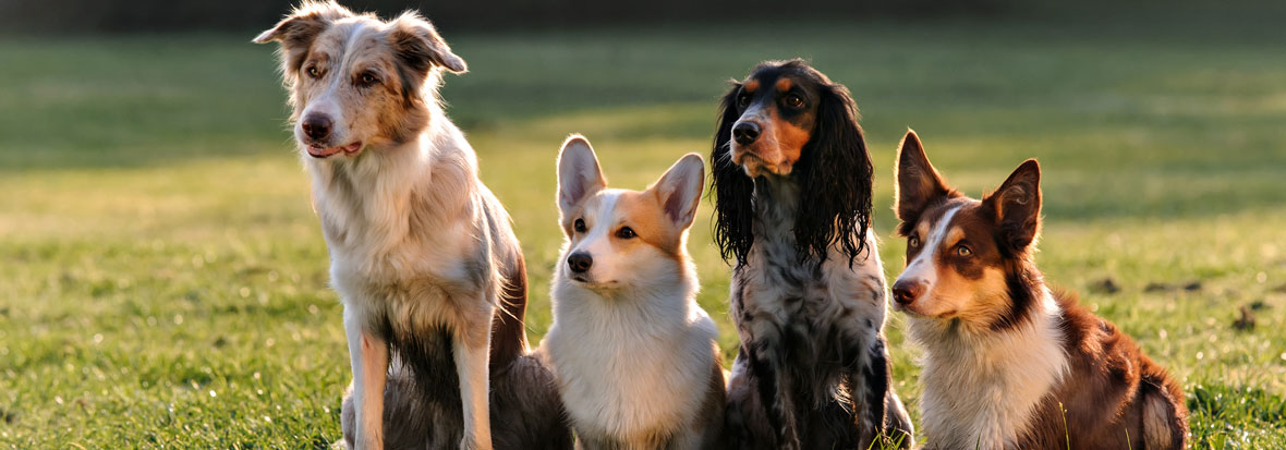 Dog-training