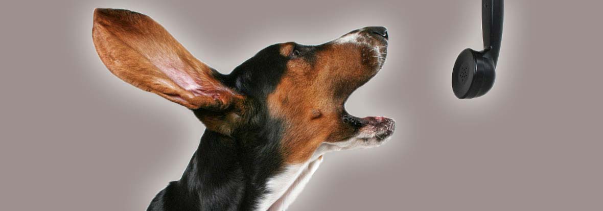 Dog-training