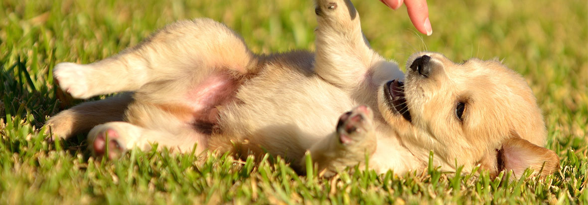Dog-training