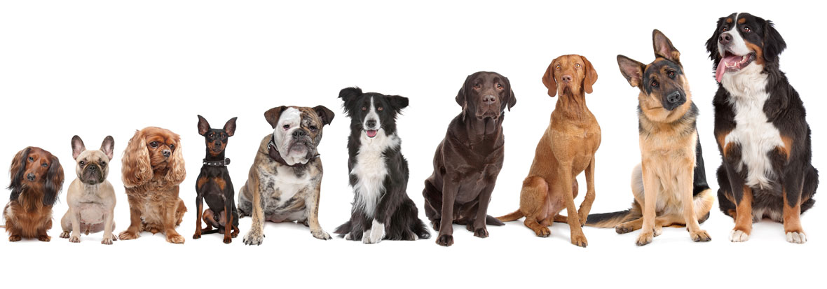 Dog-training