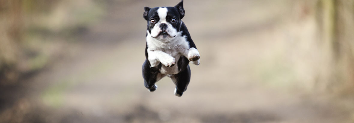Dog-training